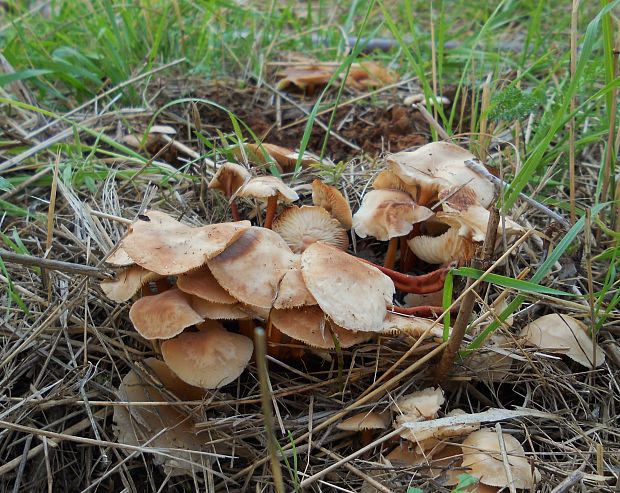 peniazovka červenohlúbiková  Gymnopus erythropus (Pers.) Antonín, Halling & Noordel.