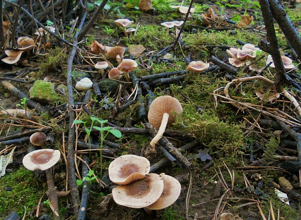 slzivka zakrpatená  Hebeloma pusillum J.E. Lange