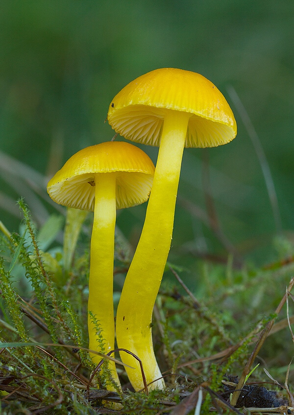 lúčnica vosková Hygrocybe ceracea (Wulfen) P. Kumm.