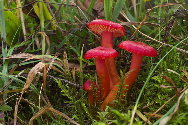 lúčnica šarlátová Hygrocybe coccinea (Schaeff.) P. Kumm.