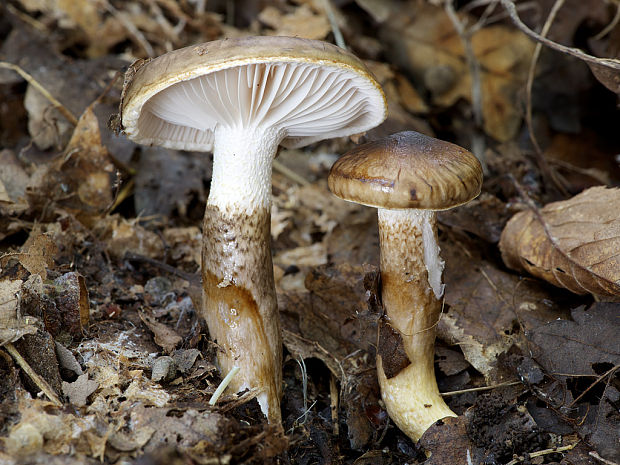 šťavnačka Persoonova Hygrophorus persoonii Arnolds