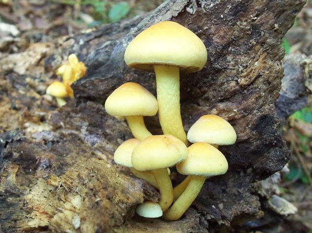 strapcovka Hypholoma sp.