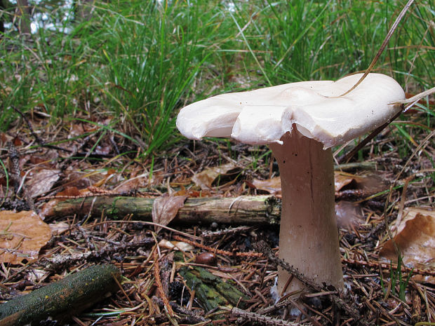 strmuľka veľká Infundibulicybe geotropa (Bull.) Harmaja