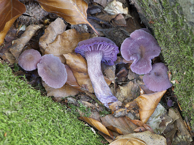 lakovka ametystová Laccaria amethystina (Huds.) Cooke