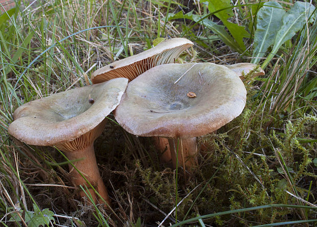 rýdzik  Lactarius semisanguifluus R. Heim & Leclair