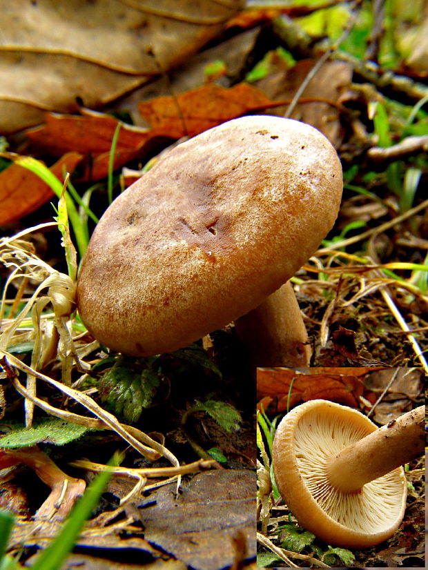 rýdzik Lactarius sp.