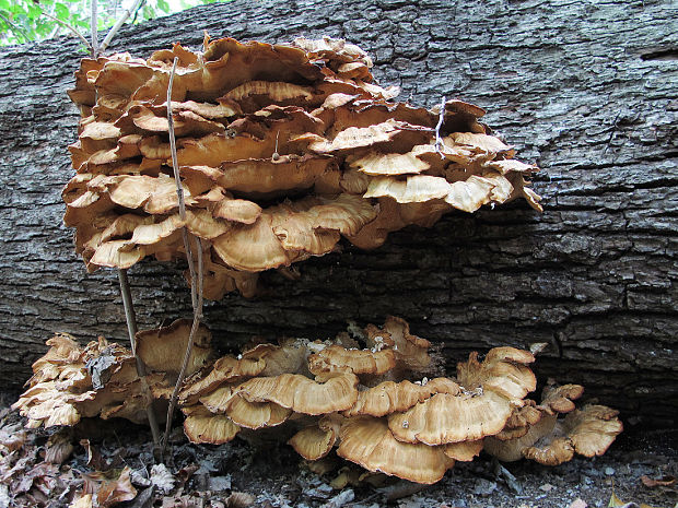 sírovec obyčajný Laetiporus sulphureus (Bull.) Murrill