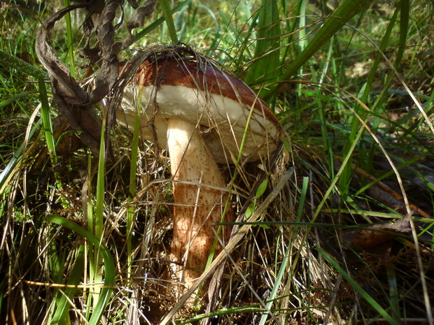 kozák osikový Leccinum albostipitatum den Bakker & Noordel.