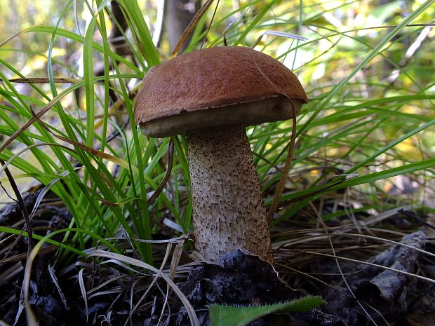 kozák osikový Leccinum albostipitatum den Bakker & Noordel.