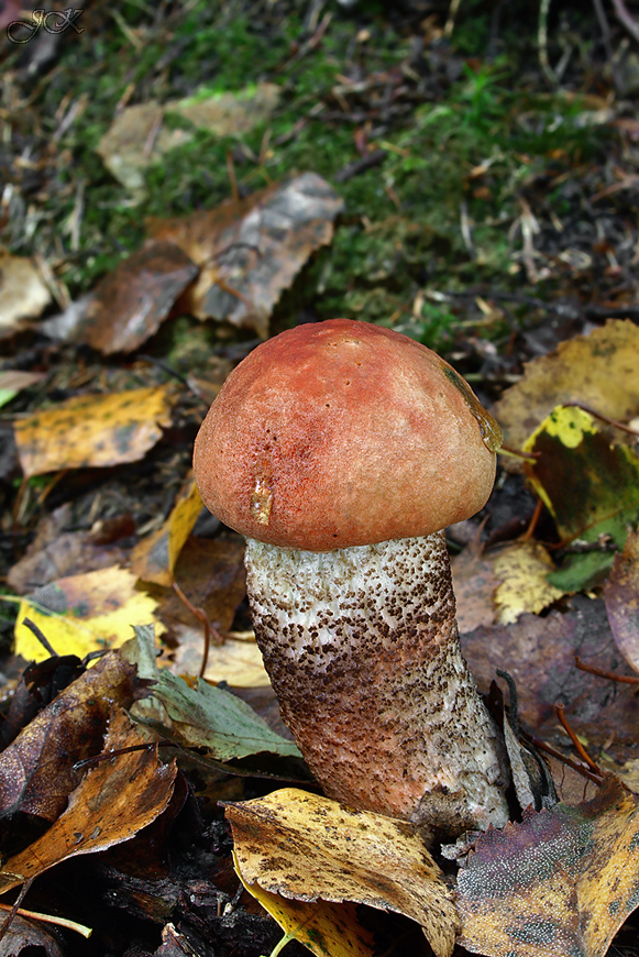 kozák dubový Leccinum aurantiacum (Bull.) Gray