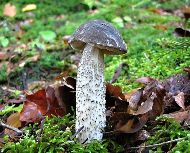 kozák topoľový Leccinum duriusculum (Schulzer ex Kalchbr.) Singer