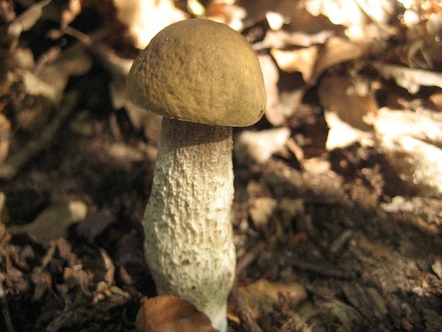 kozák hrabový Leccinum pseudoscabrum (Kallenb.) Šutara