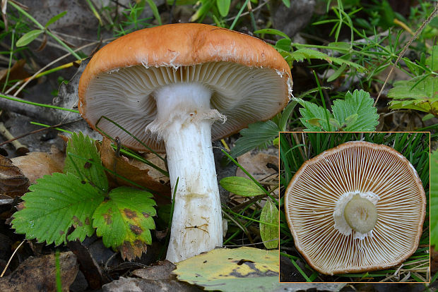 bielopavučinovec hľuznatý Leucocortinarius bulbiger (Alb. & Schwein.) Singer