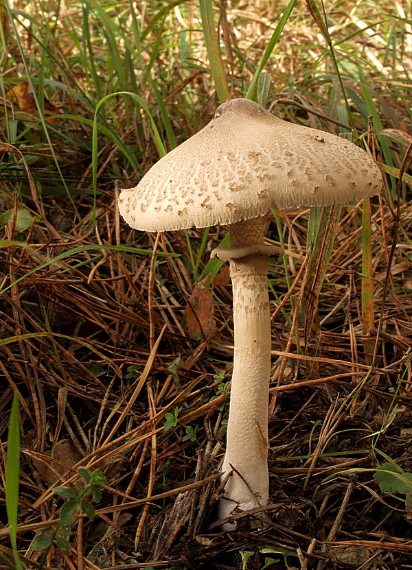 bedľa štíhla Macrolepiota mastoidea (Fr.) Singer