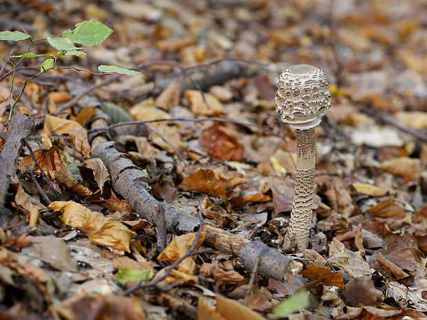 bedľa vysoká Macrolepiota procera (Scop.) Singer