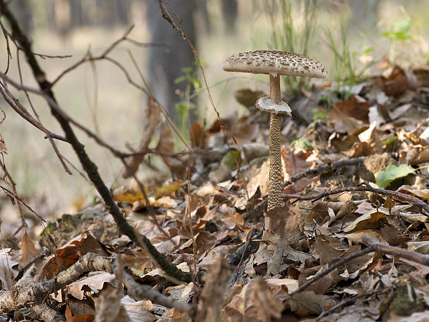 bedľa vysoká Macrolepiota procera (Scop.) Singer