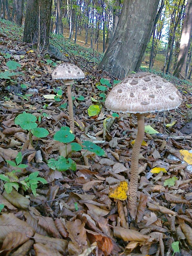 bedľa vysoká Macrolepiota procera (Scop.) Singer