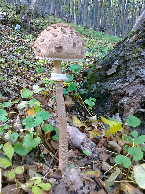 bedľa vysoká Macrolepiota procera (Scop.) Singer