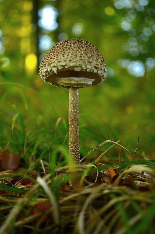 bedľa vysoká Macrolepiota procera (Scop.) Singer