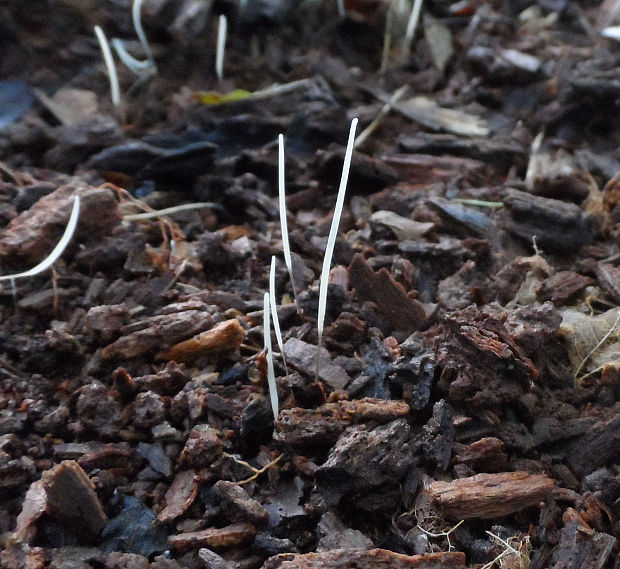 kyjovka tenká Macrotyphula juncea (Alb. & Schwein.) Berthier