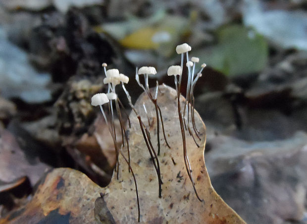 tanečnica Bulliardova Marasmius bulliardii Quél.