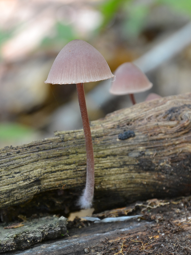 prilbička krvavomliečna Mycena haematopus (Pers.) P. Kumm.