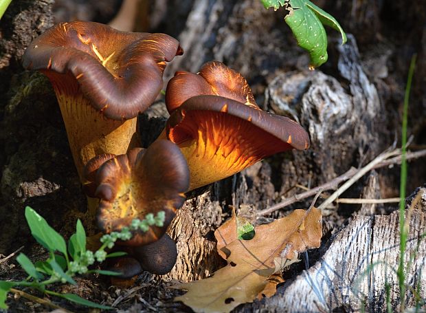 kališník hnedooranžový Omphalotus olearius (DC.) Singer