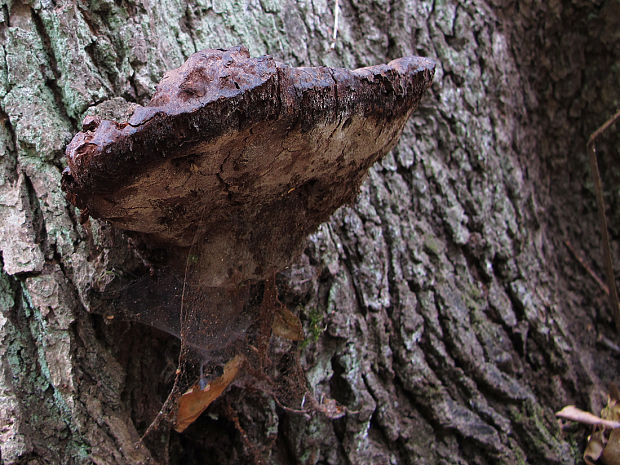 ohňovec Phellinus sp.