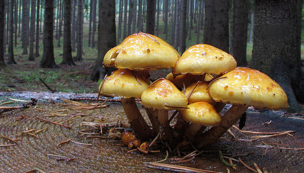 šupinovka citrónovožltá Pholiota limonella (Peck) Sacc.