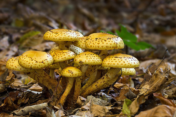 šupinovka Pholiota sp.