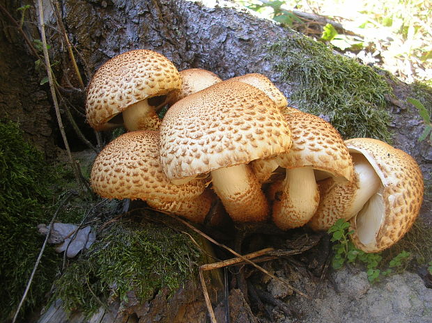 šupinovka šupinatá Pholiota squarrosa (Vahl) P. Kumm.