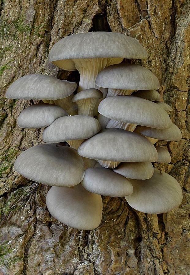 hliva ustricovitá Pleurotus ostreatus (Jacq.) P. Kumm.