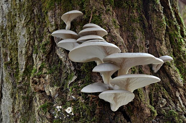 hliva ustricovitá Pleurotus ostreatus (Jacq.) P. Kumm.