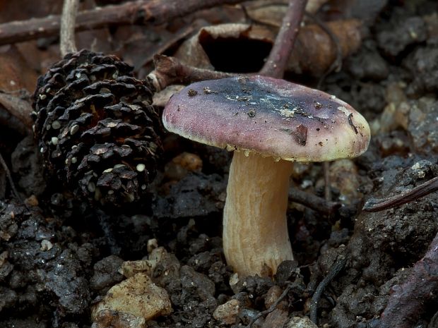 plávka jelšová Russula pumila Rouzeau & F. Massart