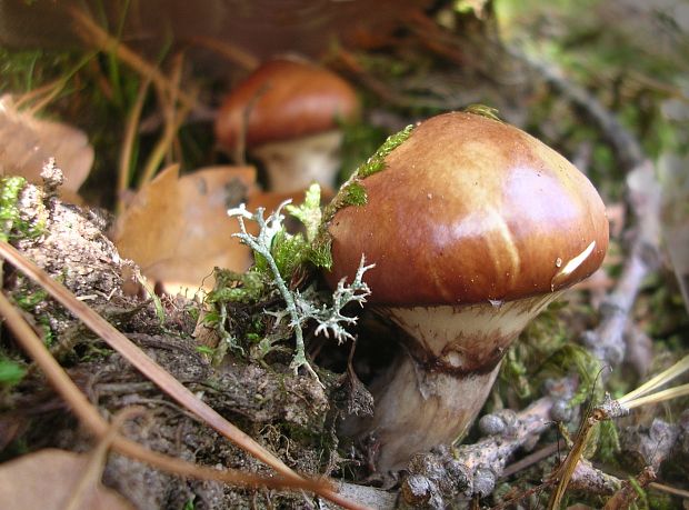 masliak obyčajný Suillus luteus (L.) Roussel