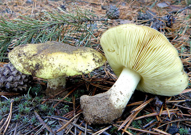 čírovka zelenkastá Tricholoma equestre (L.) P. Kumm.