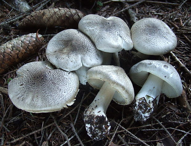 čírovka tigrovaná Tricholoma pardinum (Pers.) Quél.