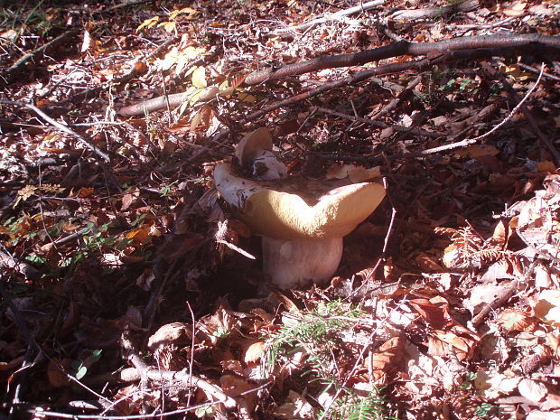 Cudzopasnik alebo dieta