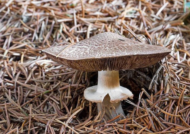 pečiarka lesná Agaricus sylvaticus Schaeff.