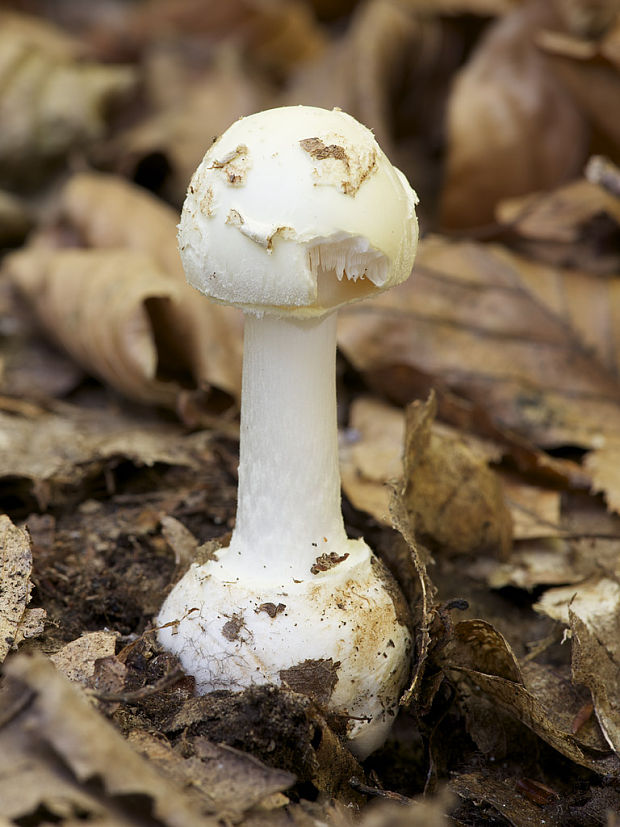 muchotrávka citrónovožltá Amanita citrina Pers.