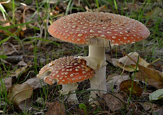 muchotrávka červená Amanita muscaria (L.) Lam.