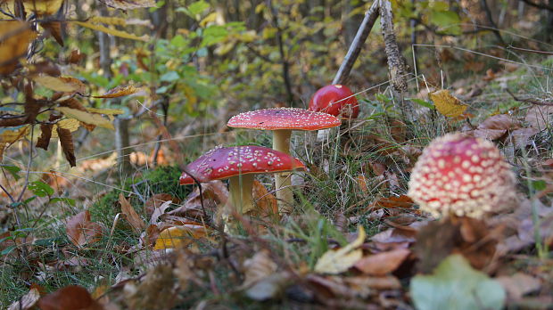 muchotrávka červená Amanita muscaria (L.) Lam.