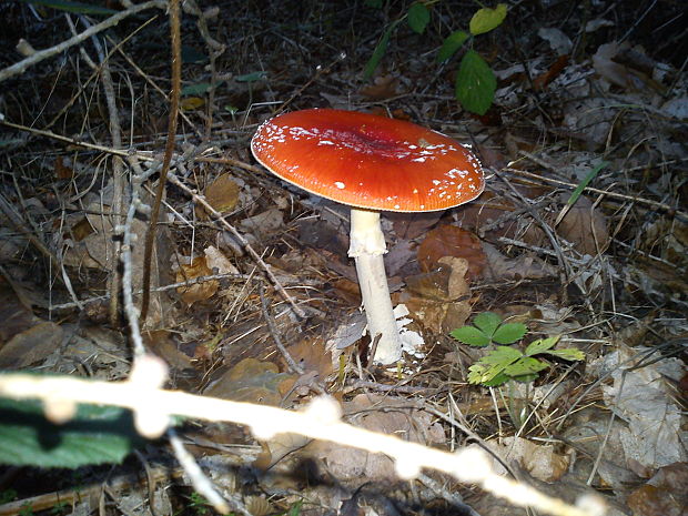 muchotrávka červená Amanita muscaria (L.) Lam.