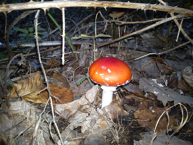 muchotrávka červená Amanita muscaria (L.) Lam.