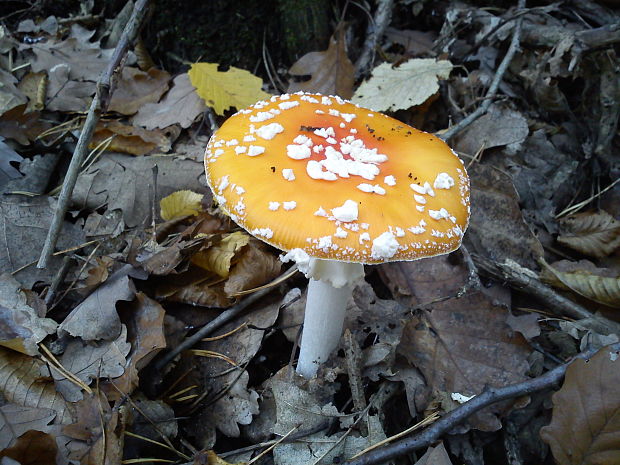 muchotrávka červená Amanita muscaria (L.) Lam.