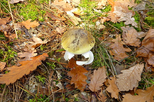 muchotrávka zelená Amanita phalloides (Vaill. ex Fr.) Link