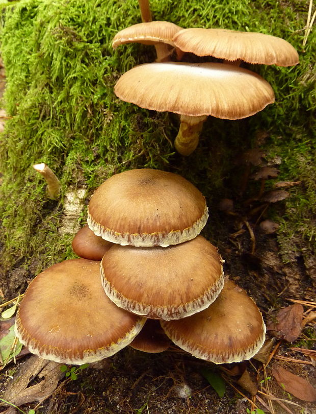 podpňovka Armillaria sp.