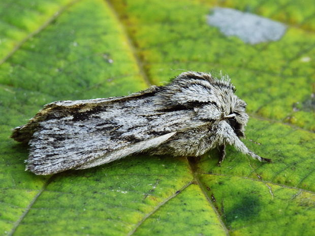 mora novembrová Asteroscopus sphinx