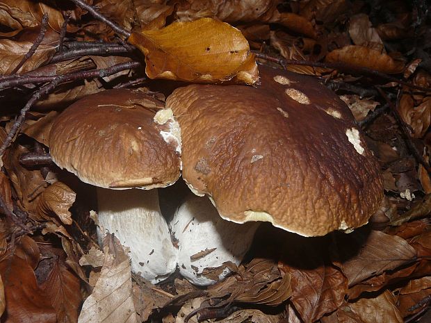 hríb smrekový Boletus edulis Bull.