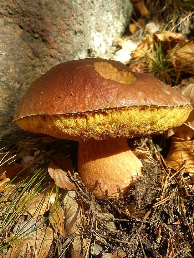 hríb dubový Boletus reticulatus Schaeff.